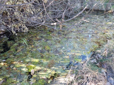 Manantial del Pasillo - imagen 4
