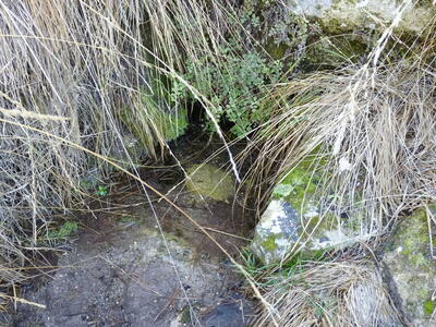 Fuente del Cojo - imagen 3
