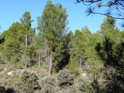 Fuente del Cojo - imagen 6
