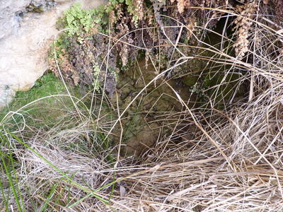 Fuente del Tío Teodoro - imagen 4