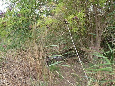 Fuente del Piojo - imagen 2