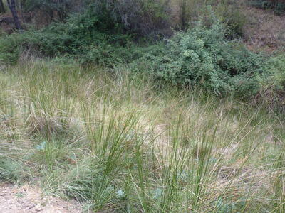 Fuente del Tejar - imagen 3