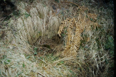 Carchón del Tío Montes - imagen 1