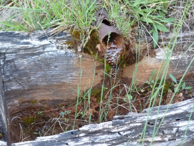 Fuente Entrecerrillos - imagen 2