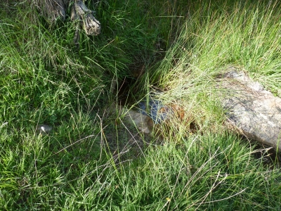 Fuente Entrecerrillos - imagen 6