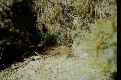 Fuente el Piojo - imagen 7