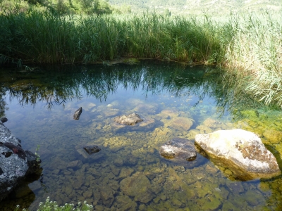 Nacimientos de la Laguna de El Tobar - imagen 4