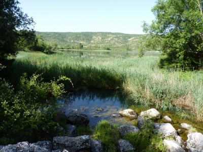 Nacimientos de la Laguna de El Tobar - imagen 6