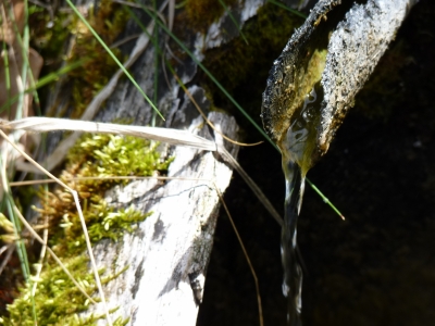 Fuente de la Dehesa (2) - imagen 4
