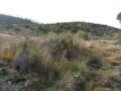 Fuente de las Fraguas - imagen 1