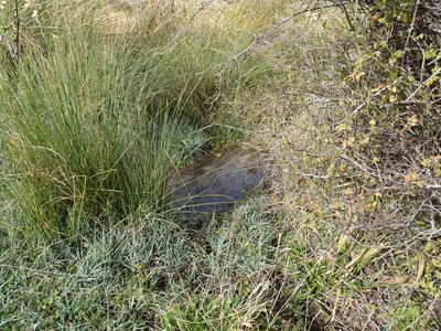 Fuente de las Fraguas - imagen 3