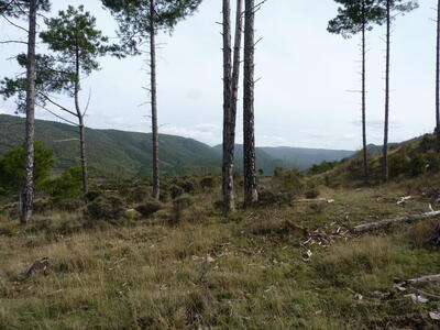 Fuente de las Fraguas - imagen 7