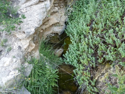 Fuente de San Juan (de abajo) - imagen 4