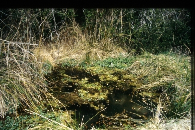 Fuente Elvira - imagen 2