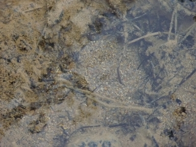 Fuente de la albergara II - imagen 4