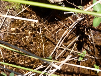 Fuente los del Corral - imagen 4