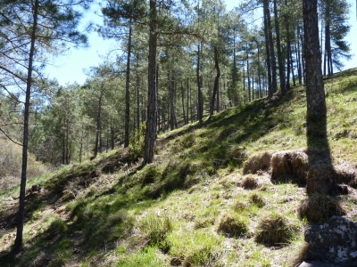 Fuente de la Dehesa - imagen 6
