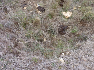 Fontarrón de Minguillo - imagen 2