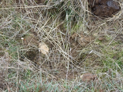 Fontarrón de Minguillo - imagen 3