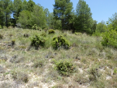 Fuente del Moro - imagen 1