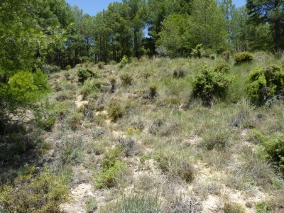 Fuente del Moro - imagen 2