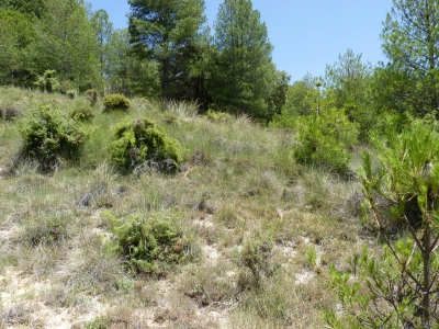 Fuente del Moro - imagen 3