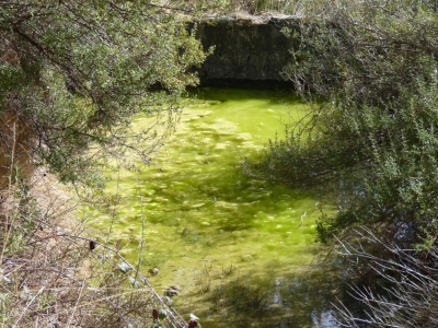Fuente de Pedro - imagen 2