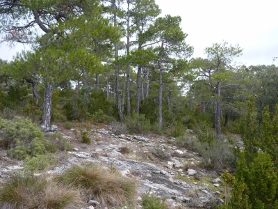 Fuente Pico - imagen 4