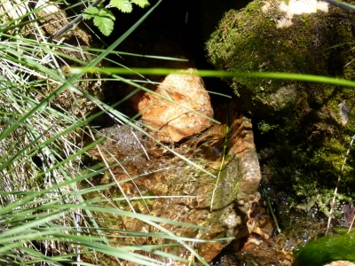 Fuente del Rincón del Cañízar I - imagen 3