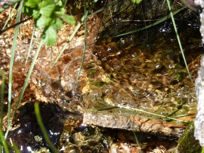 Fuente del Rincón del Cañízar I - imagen 4
