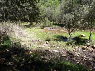 Fuente del Rincón del Cañizar II - imagen 4