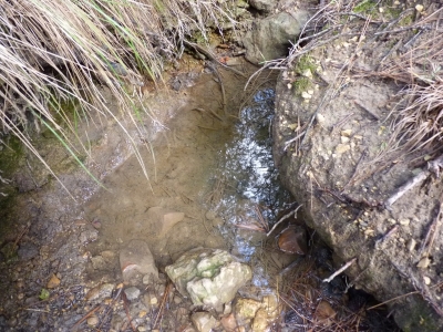 Fuente de Ruy Pinar - imagen 2