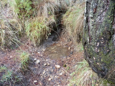 Fuente de Ruy Pinar - imagen 3