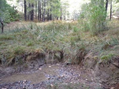 Fuente de Ruy Pinar - imagen 5