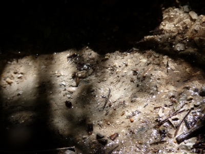 Fuente de las Tejedas II - imagen 4