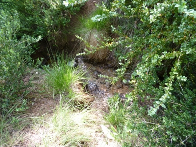 Fuente del Vallejo de la Chorrera - imagen 4