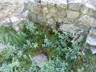 Fuente Canaleja del Valle - imagen 6