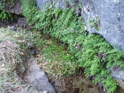 Fuente el Gollindo - imagen 2