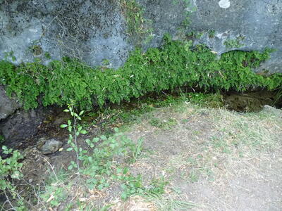 Fuente el Gollindo - imagen 3