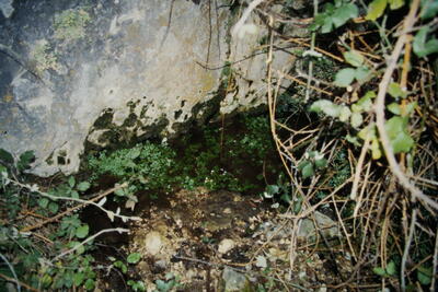 Fuente de las Palomas - imagen 1