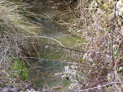 Fuente Burlaca - imagen 1