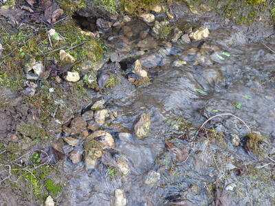 Fuente Burlaca - imagen 7