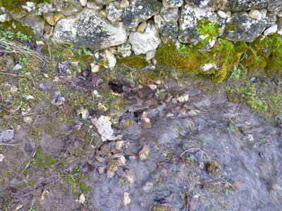 Fuente Burlaca - imagen 8