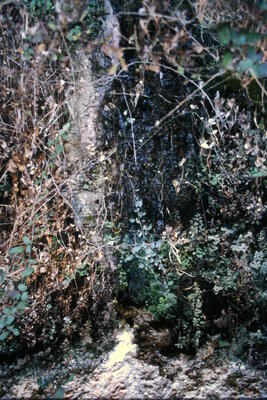 Fuente de las Calenturas de Abajo I - imagen 3