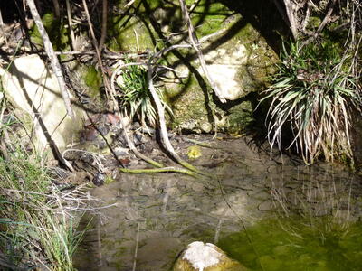 Fuente del Cambronal - imagen 4