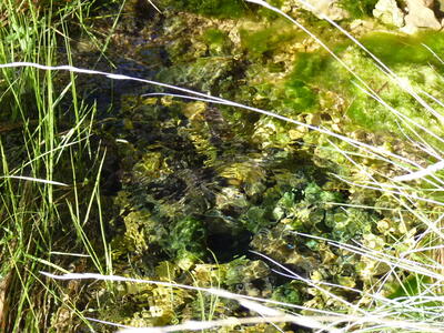 Fuente del Corral de Peñas - imagen 5