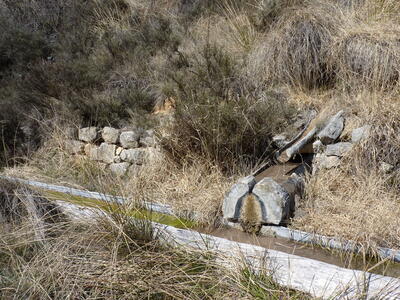 Fuente del Tornajillo II - imagen 2