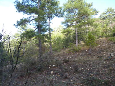 Fuencaliente - imagen 7