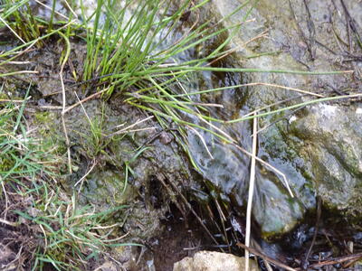 Fuente de la Guija - imagen 5
