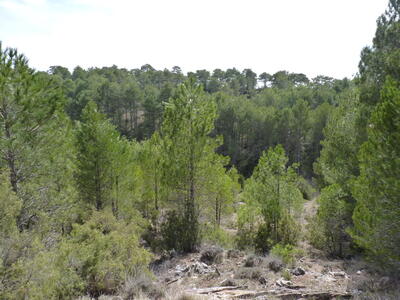 Fuente de la Sardinilla - imagen 5